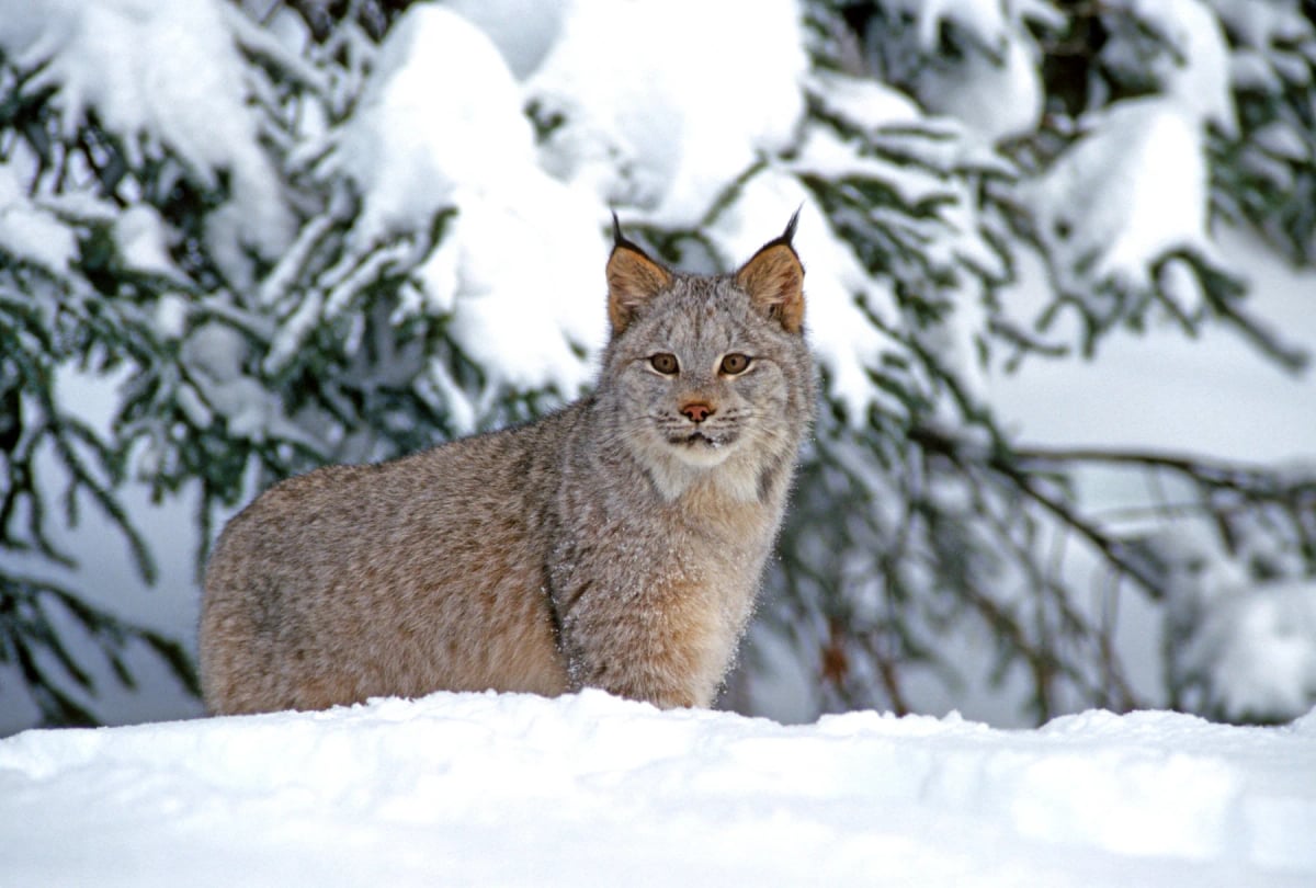 Photo by johnrandallalves on iStock Canadian Lynx in the wild
