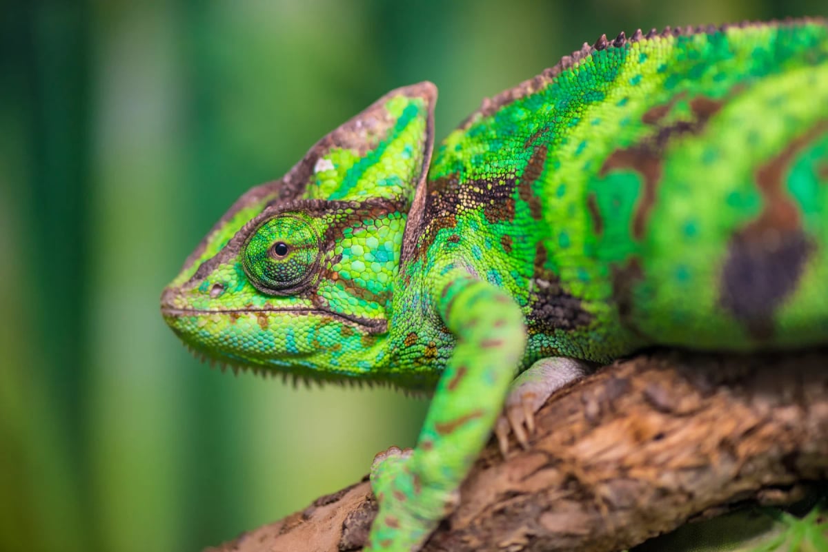 Photo by kosmos111 on iStock Chameleon in the wild