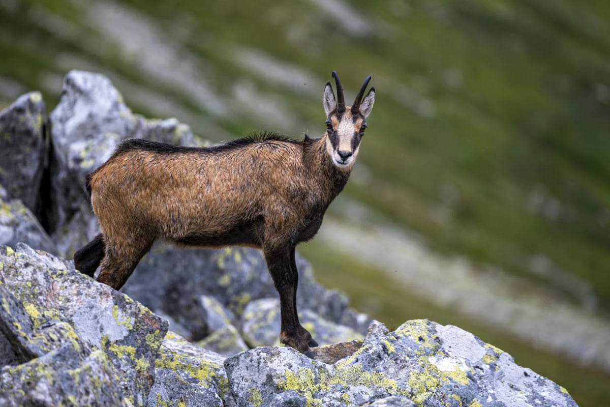Photo by SzymonBartosz on iStock Gamuza en la naturaleza