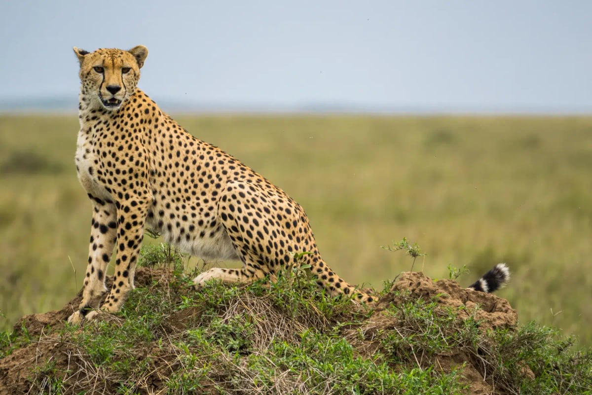 Photo by Nadine Wagner on iStock Guepardo en la naturaleza