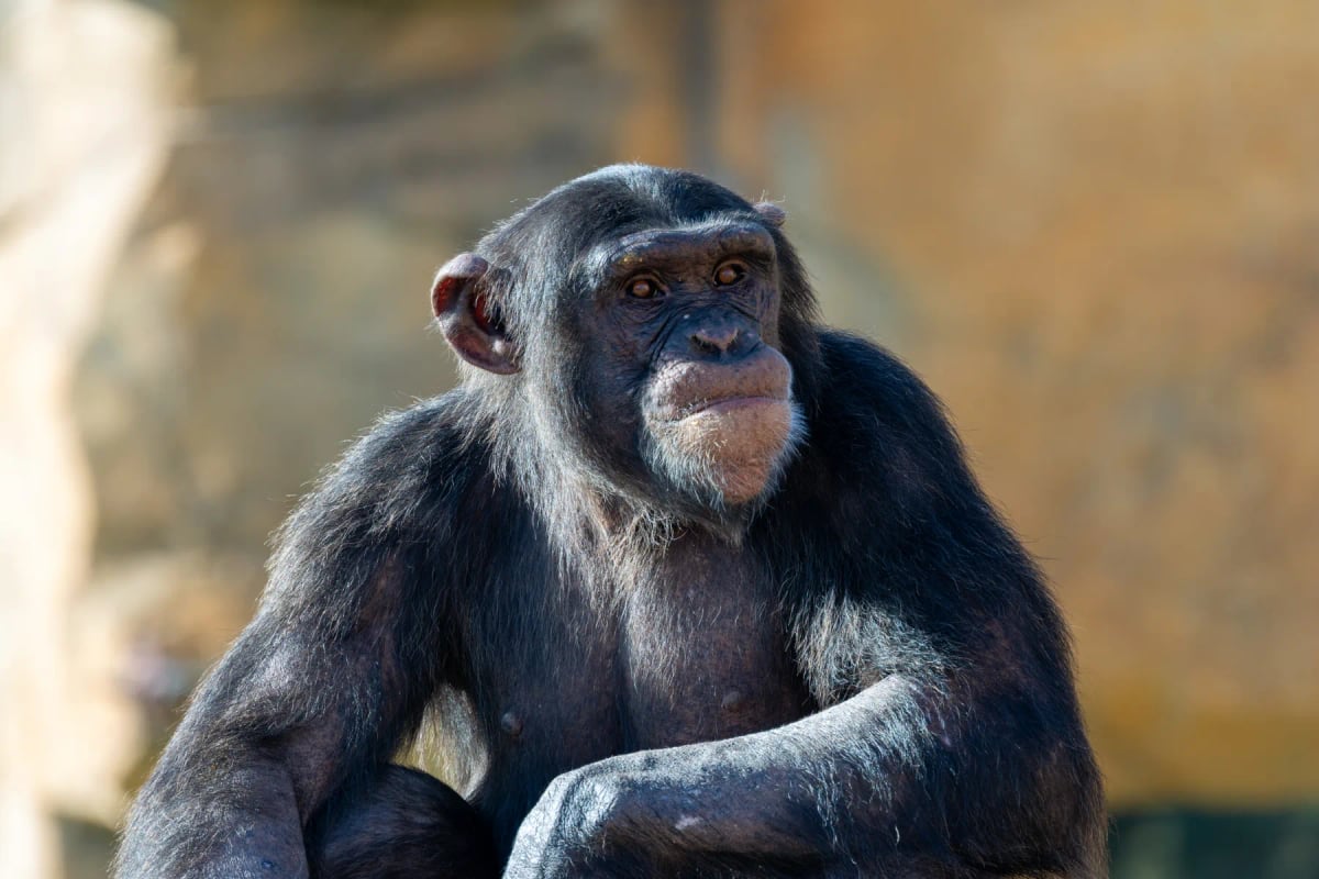 Chimpanzee