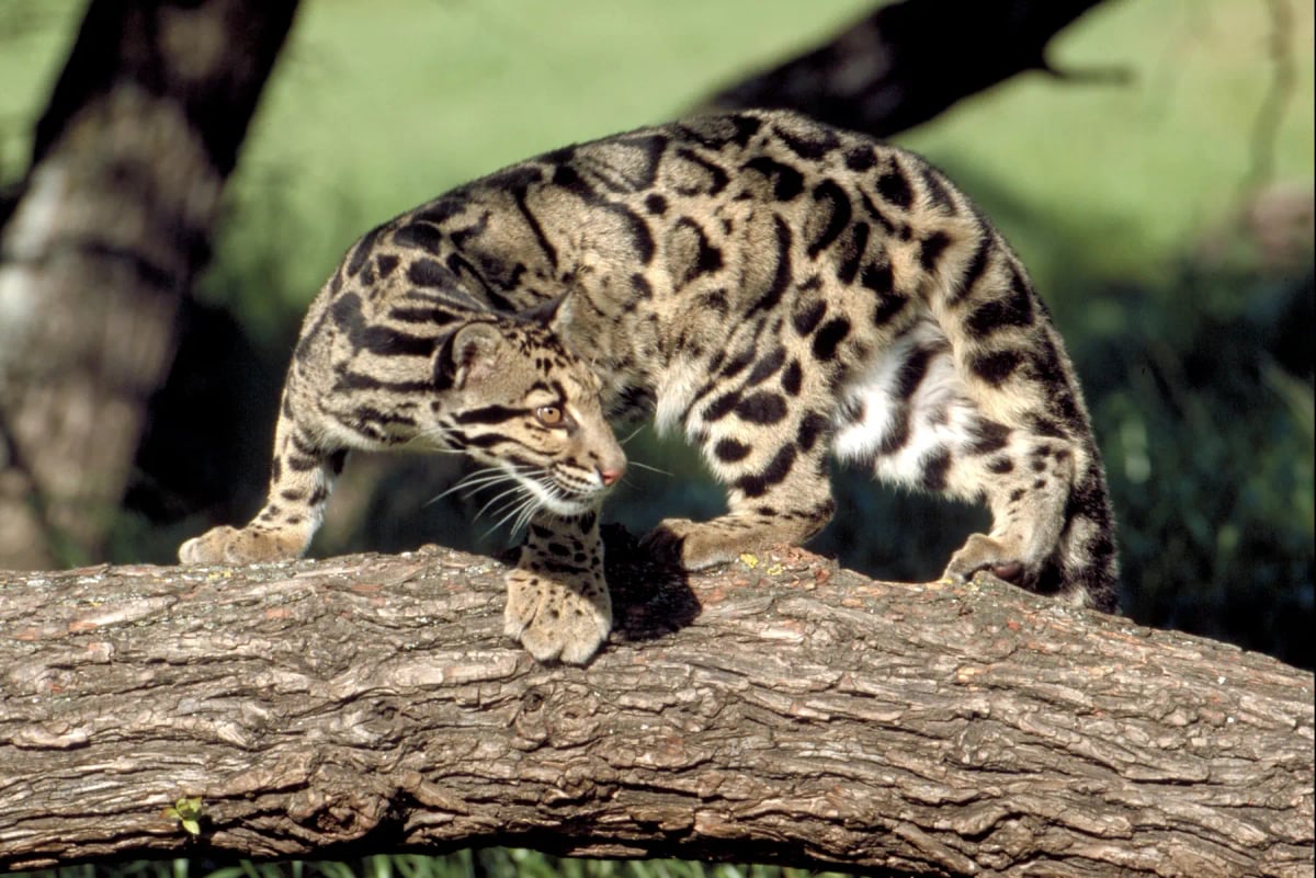 Photo by Michel VIARD on iStock Leopardo nublado en la naturaleza