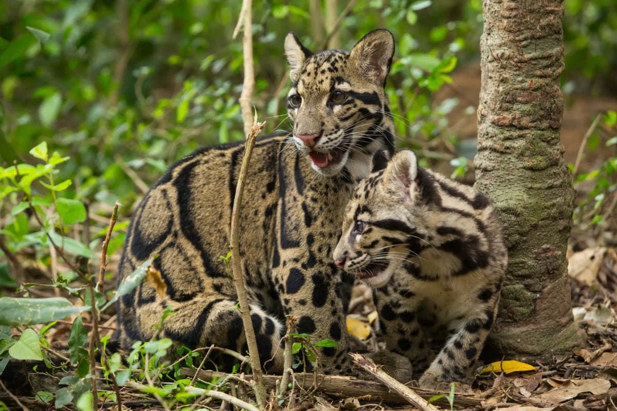 Leopardo nublado en la naturaleza