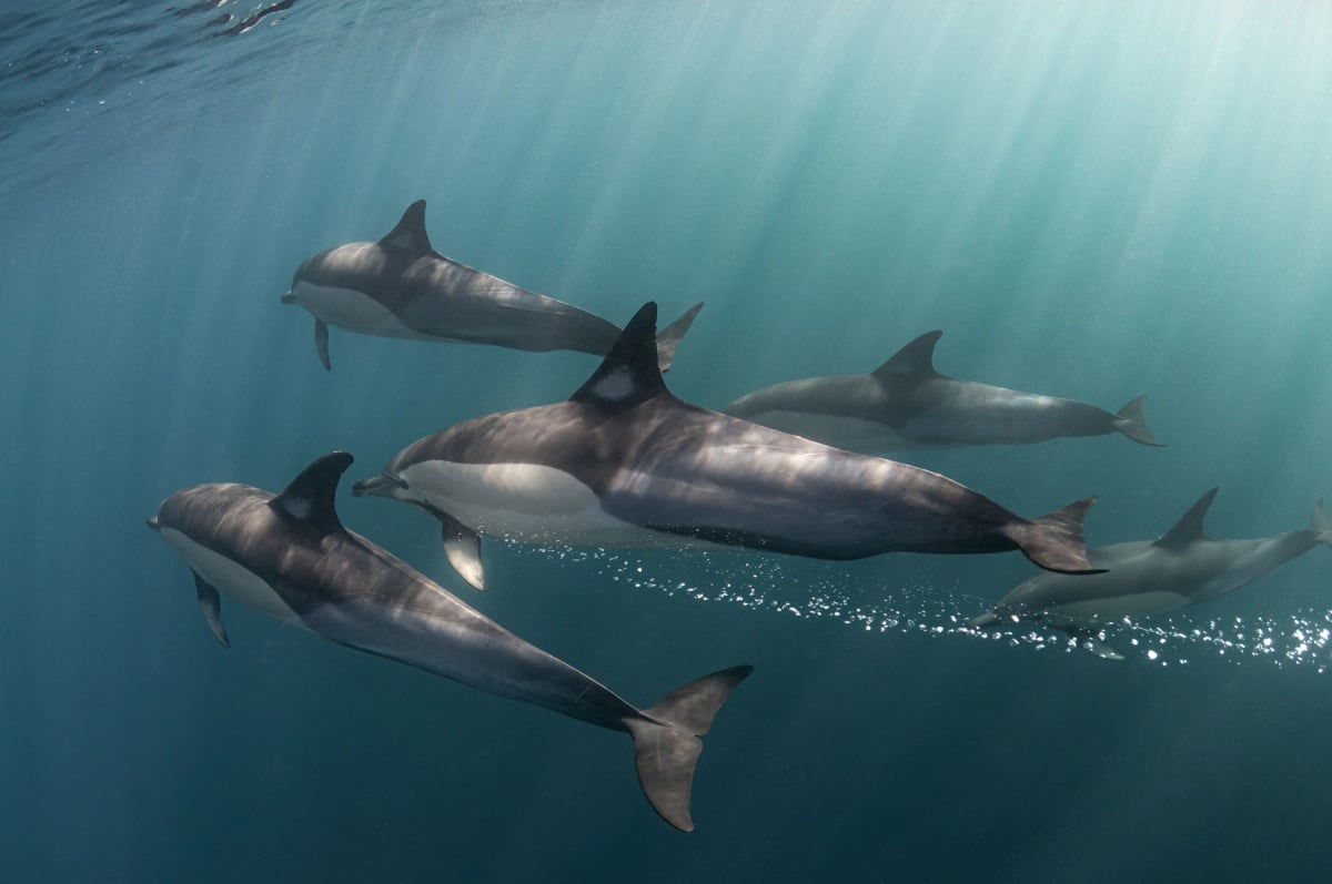 Photo by Atese on iStock Delfín Común en la naturaleza