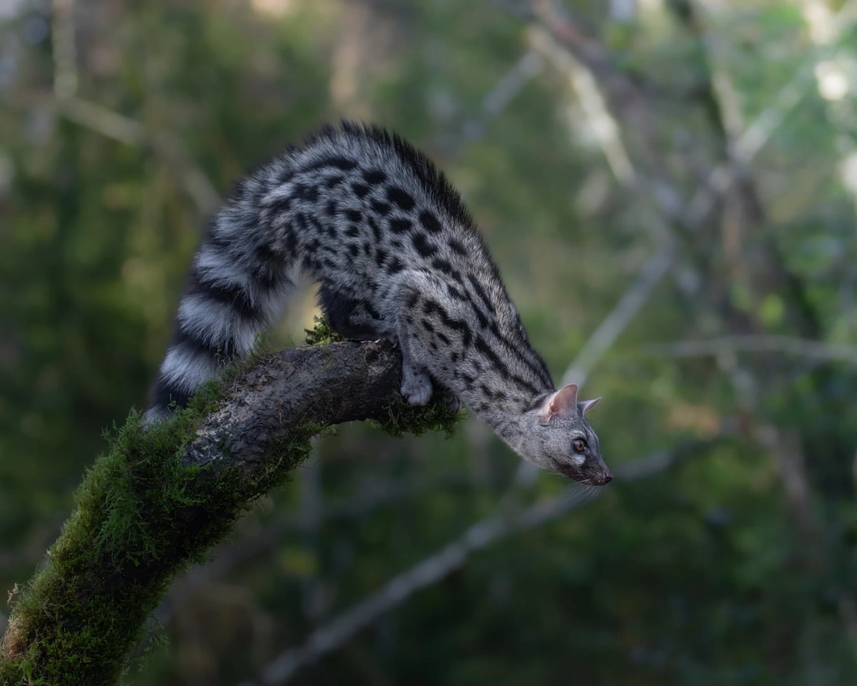Photo by Daniel Vidal Sierra on Shutterstock Gineta común en la naturaleza