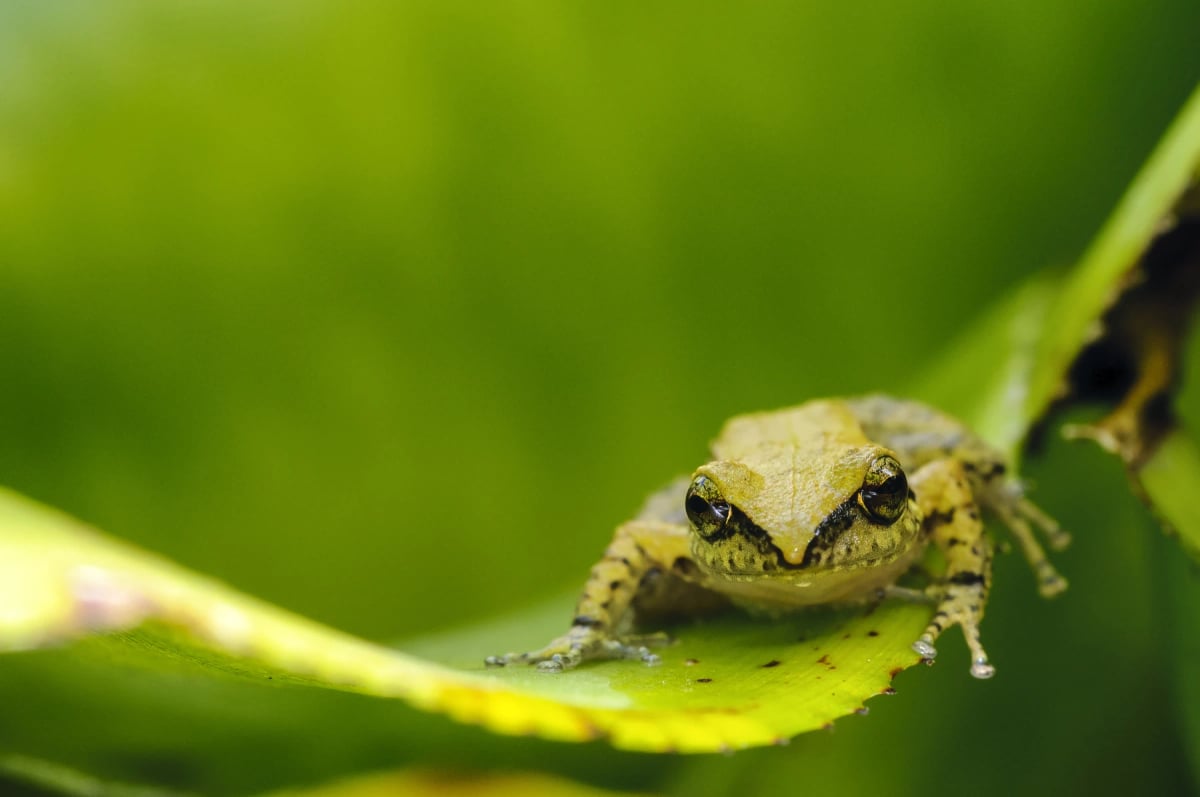 Photo by photofxs68 on iStock Coquí in the wild
