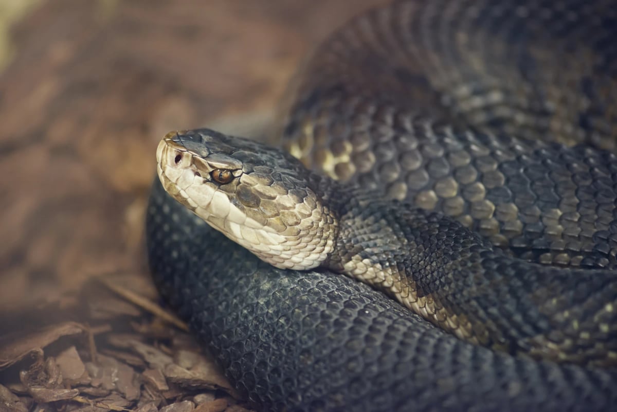 Cottonmouth Snake