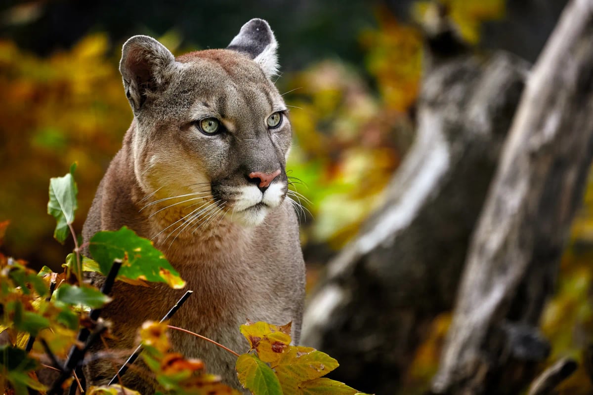 Photo by Evgeny555 on iStock Puma en la naturaleza