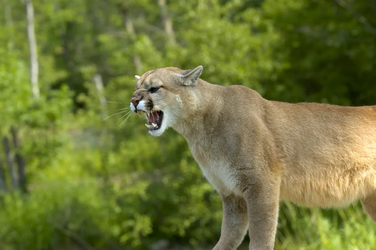 Puma en la naturaleza