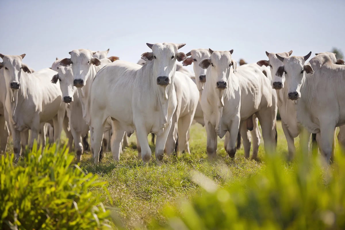 Photo by Erich Sacco on iStock Cow