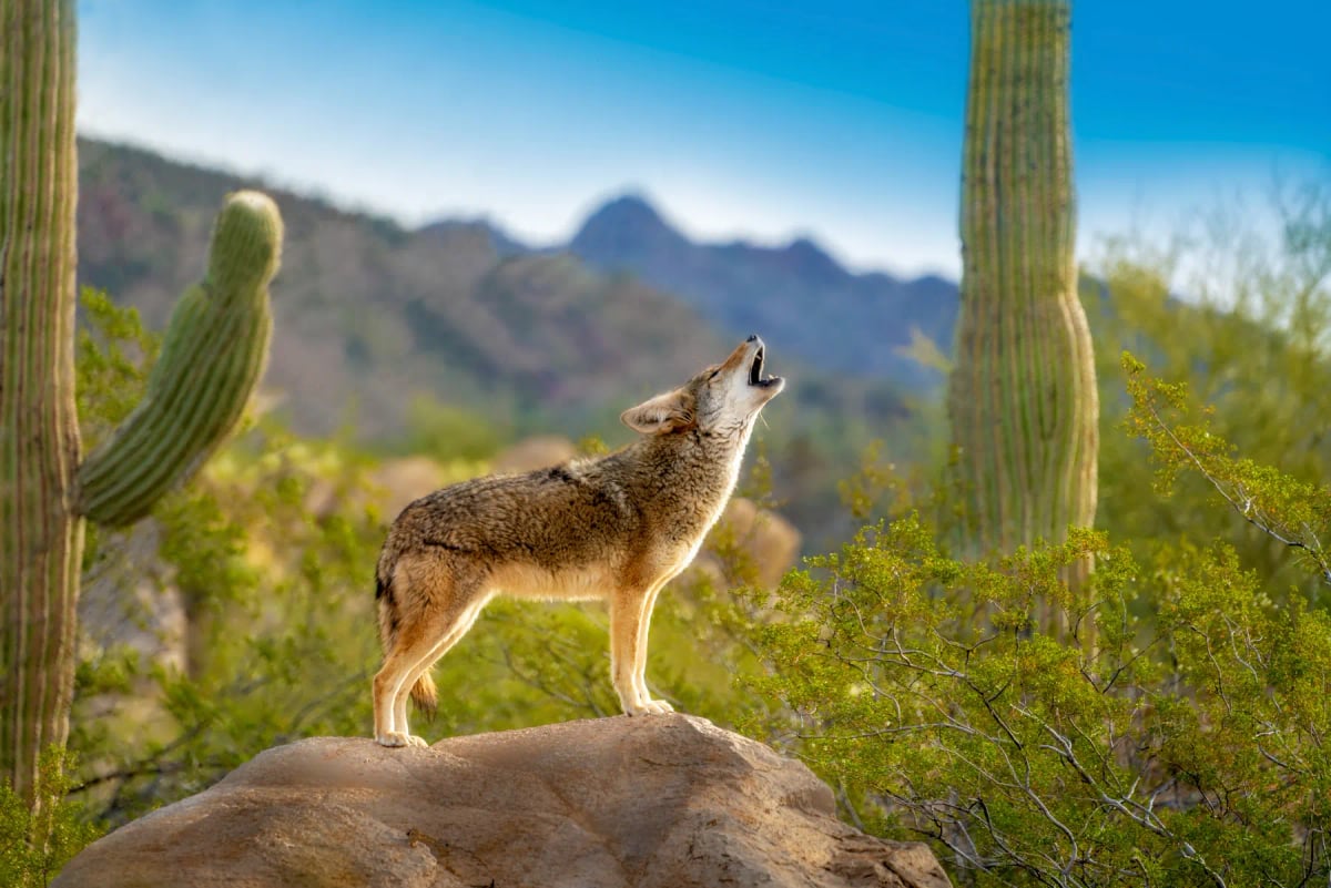 Photo by Jay Pierstorff on iStock Coyote en la naturaleza