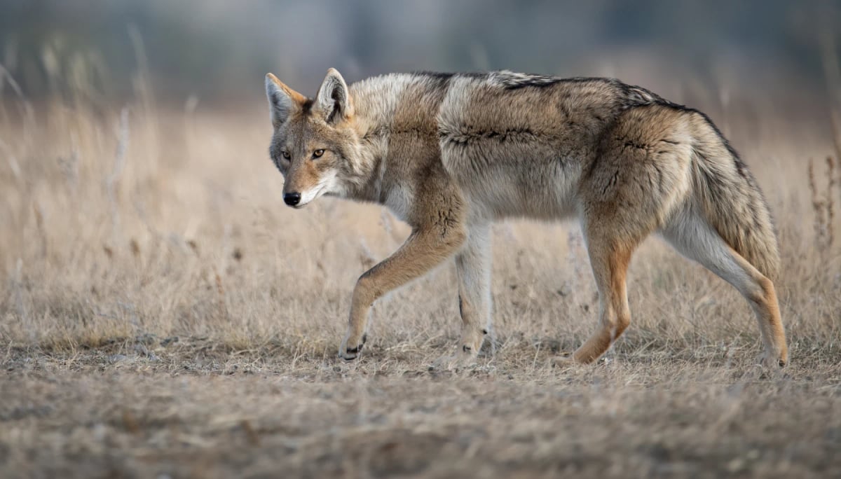 Coyote en la naturaleza
