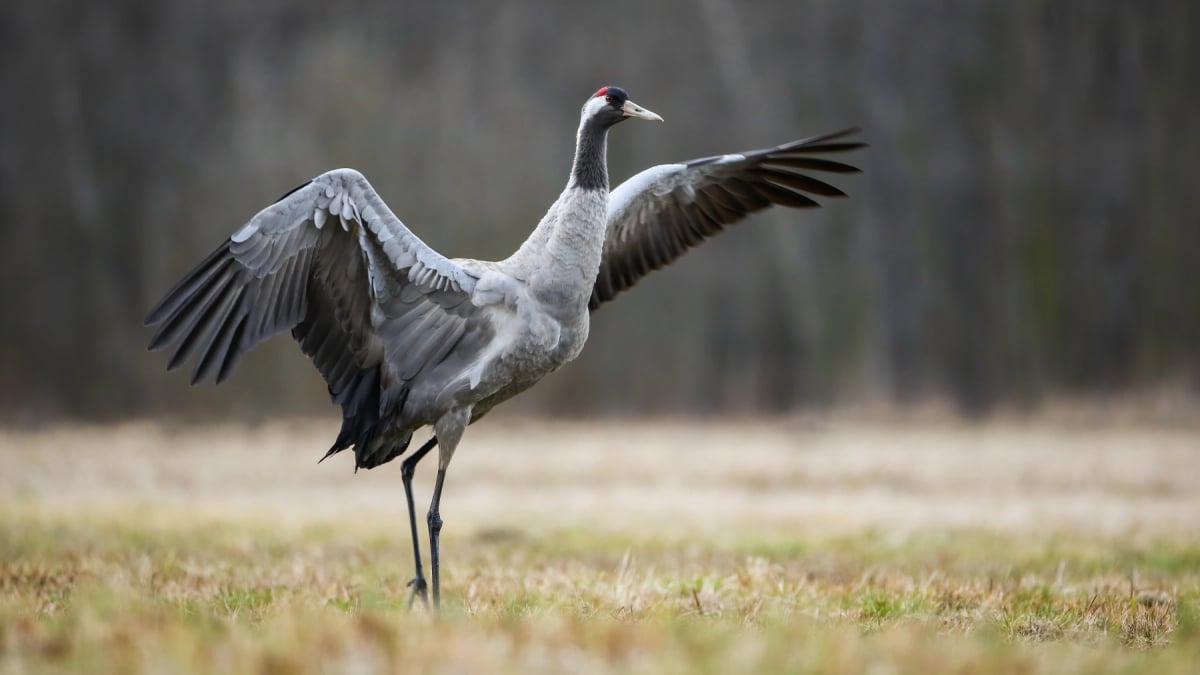 Photo by JMrocek on iStock Crane in the wild