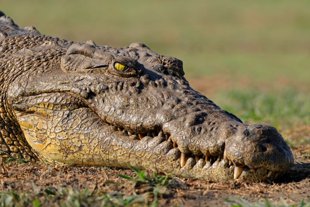 Photo by EcoPic on iStock Nile Crocodile in the wild
