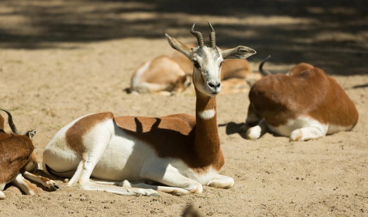 Gacela Dama