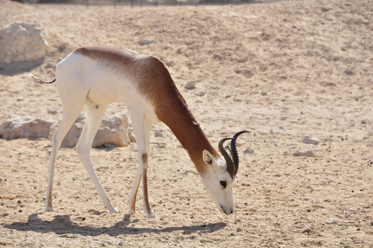 Photo by CharlesGibson on iStock Gacela Dama en la naturaleza