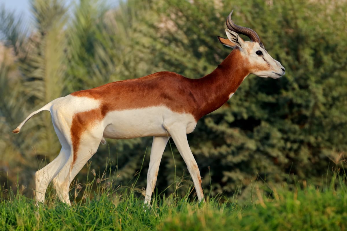 Gacela Dama en la naturaleza