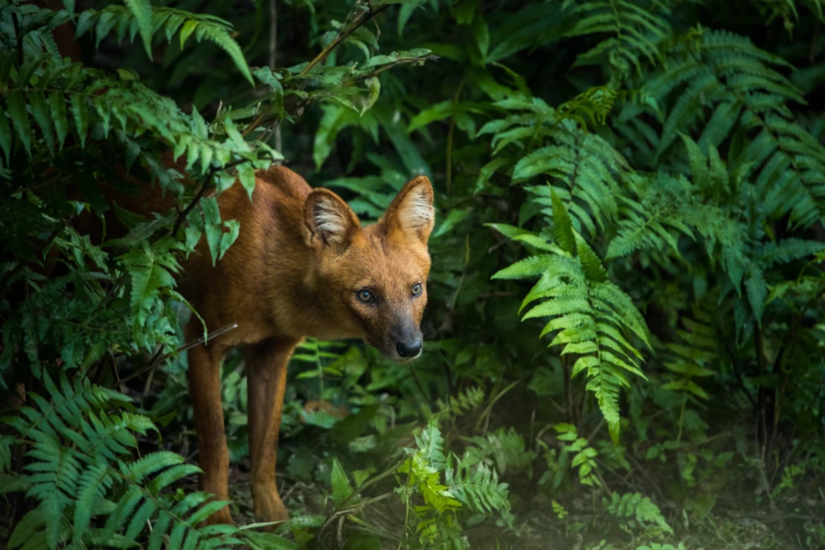Photo by EyeEm Mobile GmbH on iStock Cuón en la naturaleza