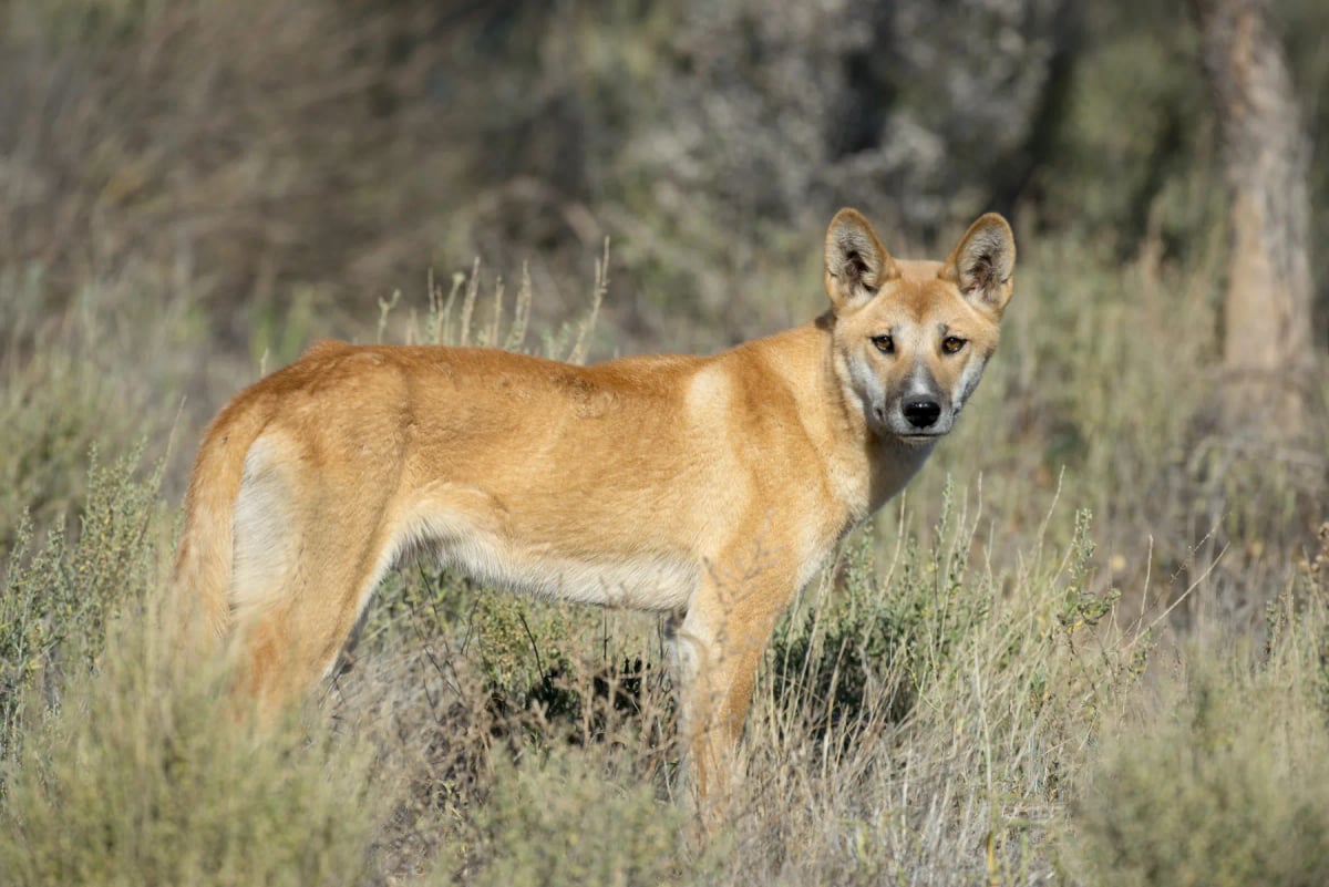 Photo by JohnCarnemolla on iStock Dingo in the wild