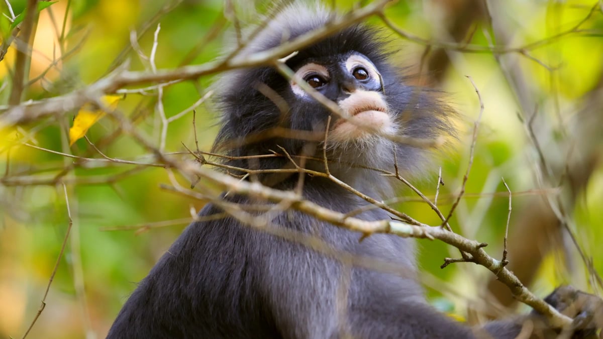 Photo by molishka1988 on iStock Langur obscuro en la naturaleza
