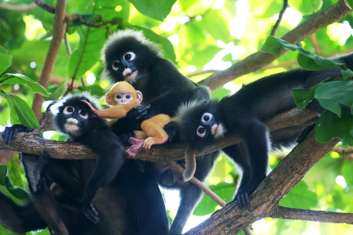 Langur obscuro en la naturaleza