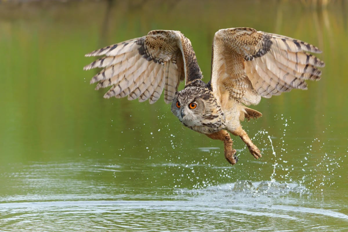 Photo by Henk Bogaard on iStock Búho Real en la naturaleza