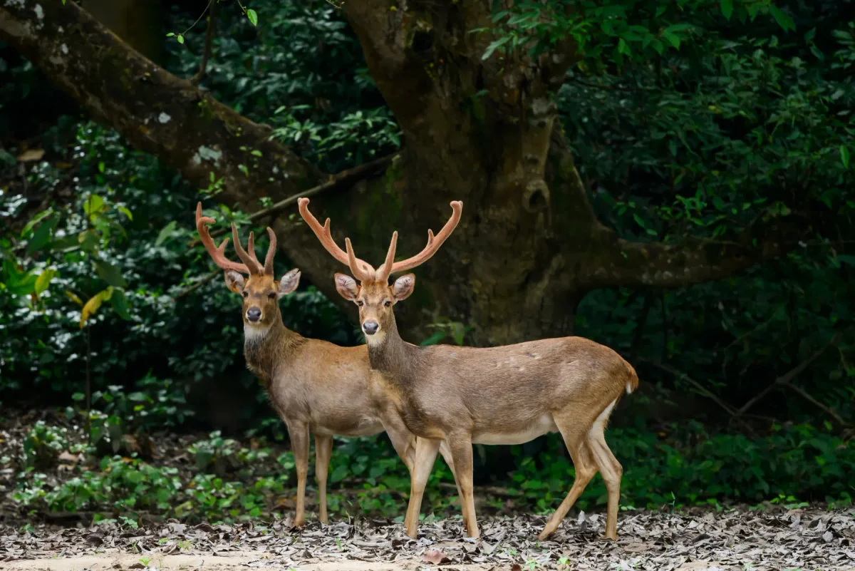 Eld's Deer