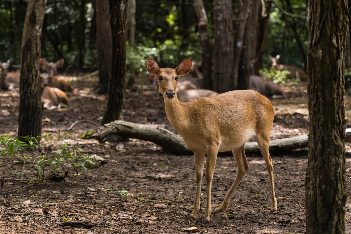 Photo by patchanan promunat on iStock Ciervo de Eld en la naturaleza