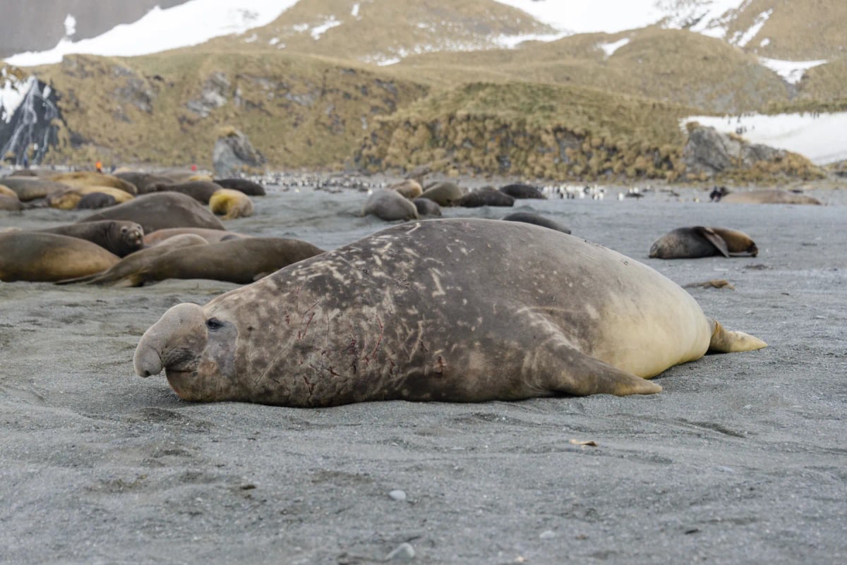 Elephant Seal