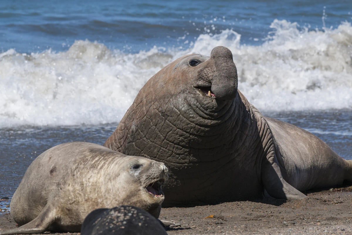 Photo by Foto4440 on iStock Elefante Marino en la naturaleza