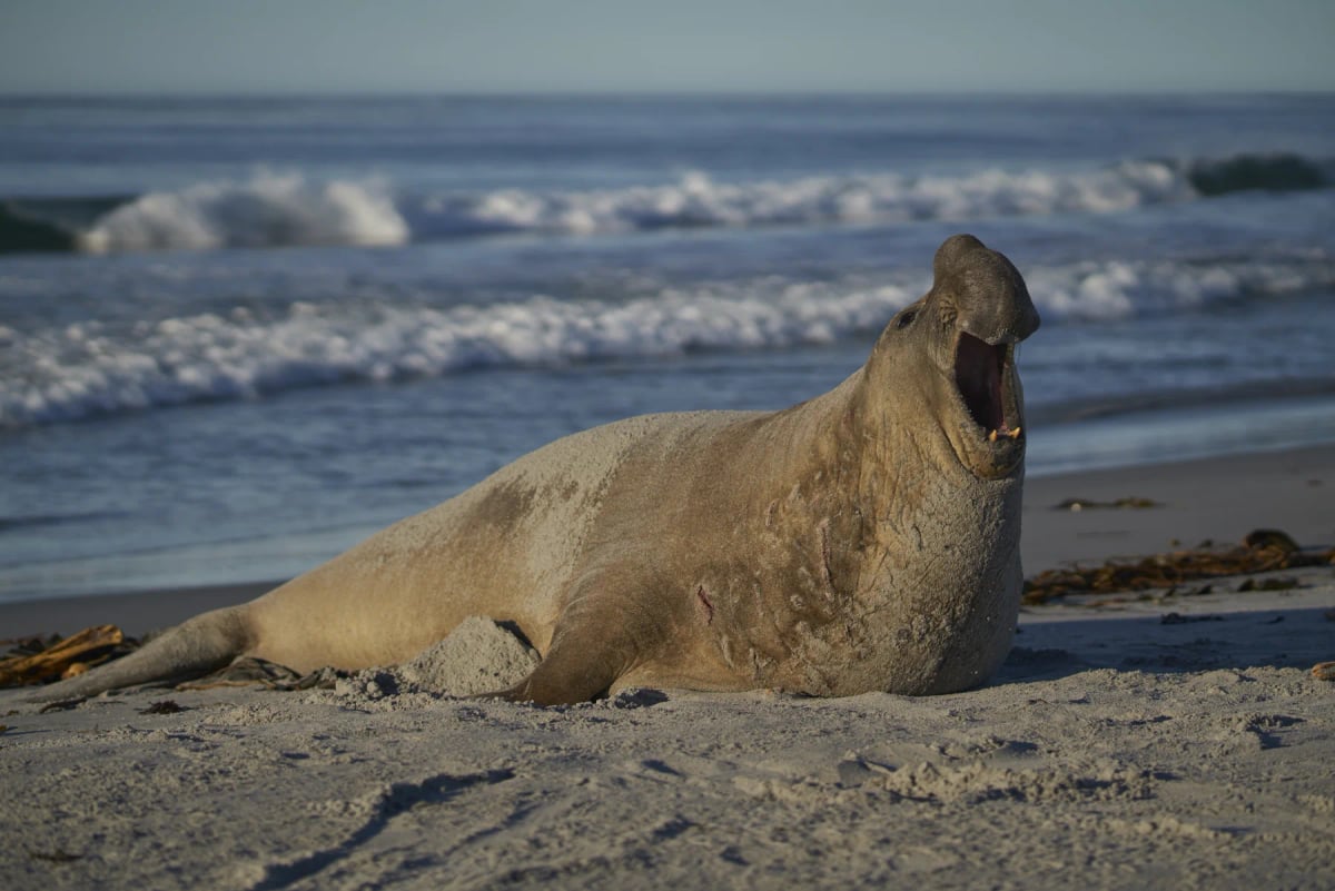 Elefante Marino en la naturaleza