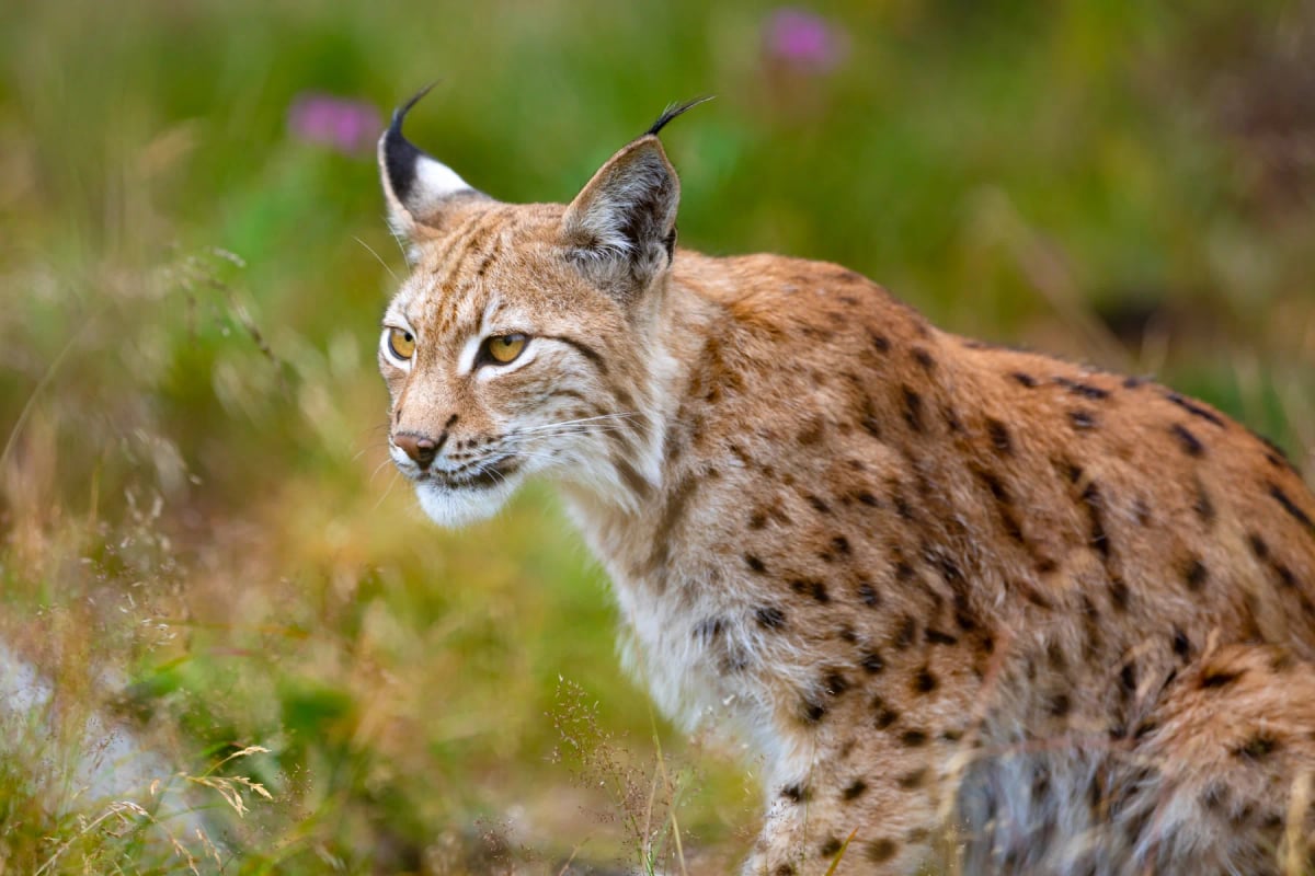Photo by kjekol on iStock Eurasian Lynx in the wild