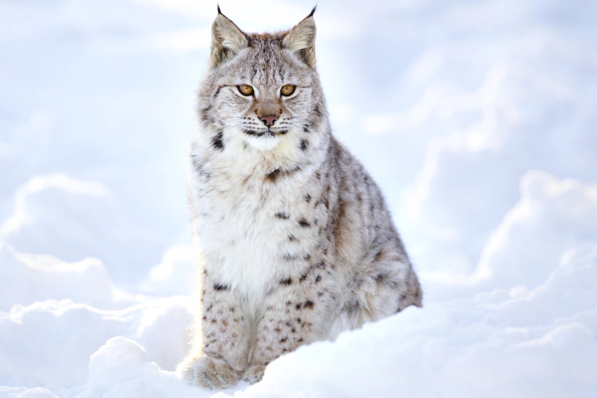 Eurasian Lynx in the wild