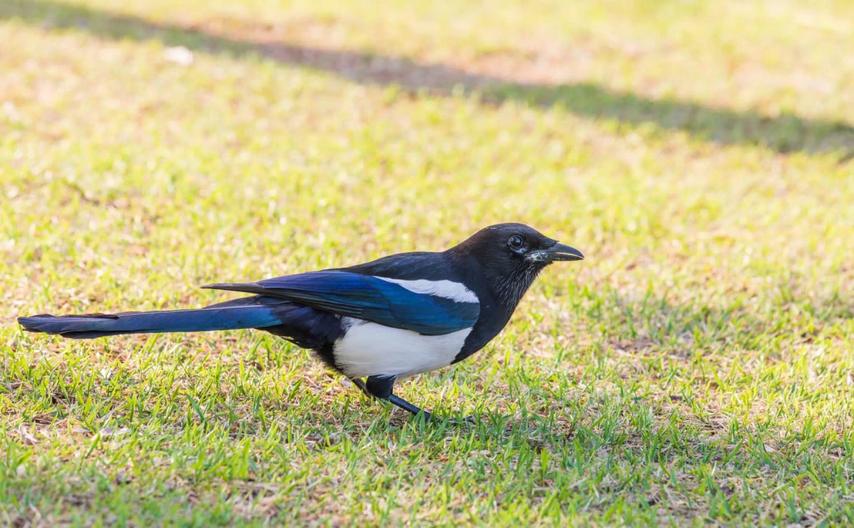 Photo by EUNBI KIM on iStock Urraca común en la naturaleza