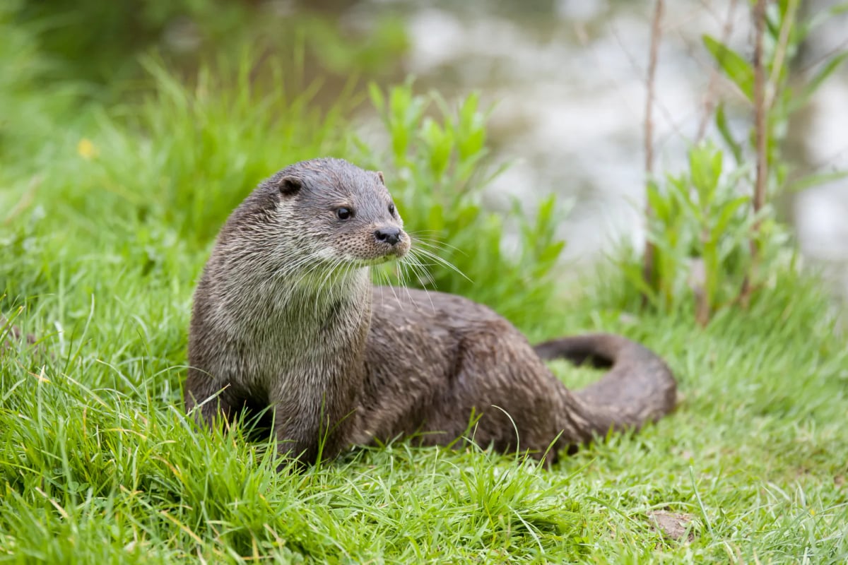 Nutria europea