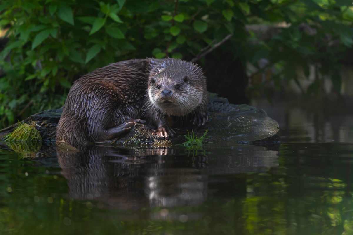 Photo by Cloudtail_the_Snow_Leopard on iStock Nutria europea en la naturaleza