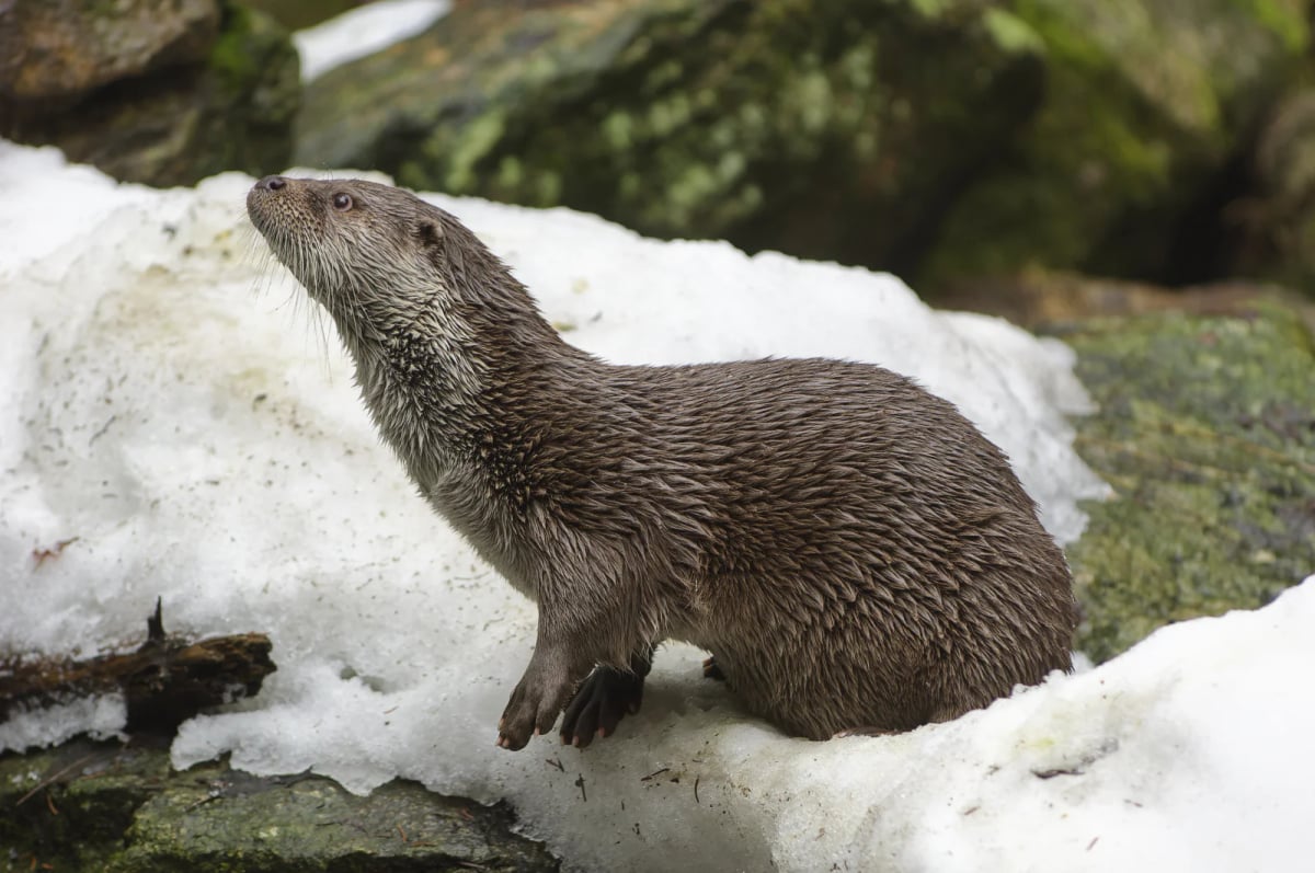 Nutria europea en la naturaleza