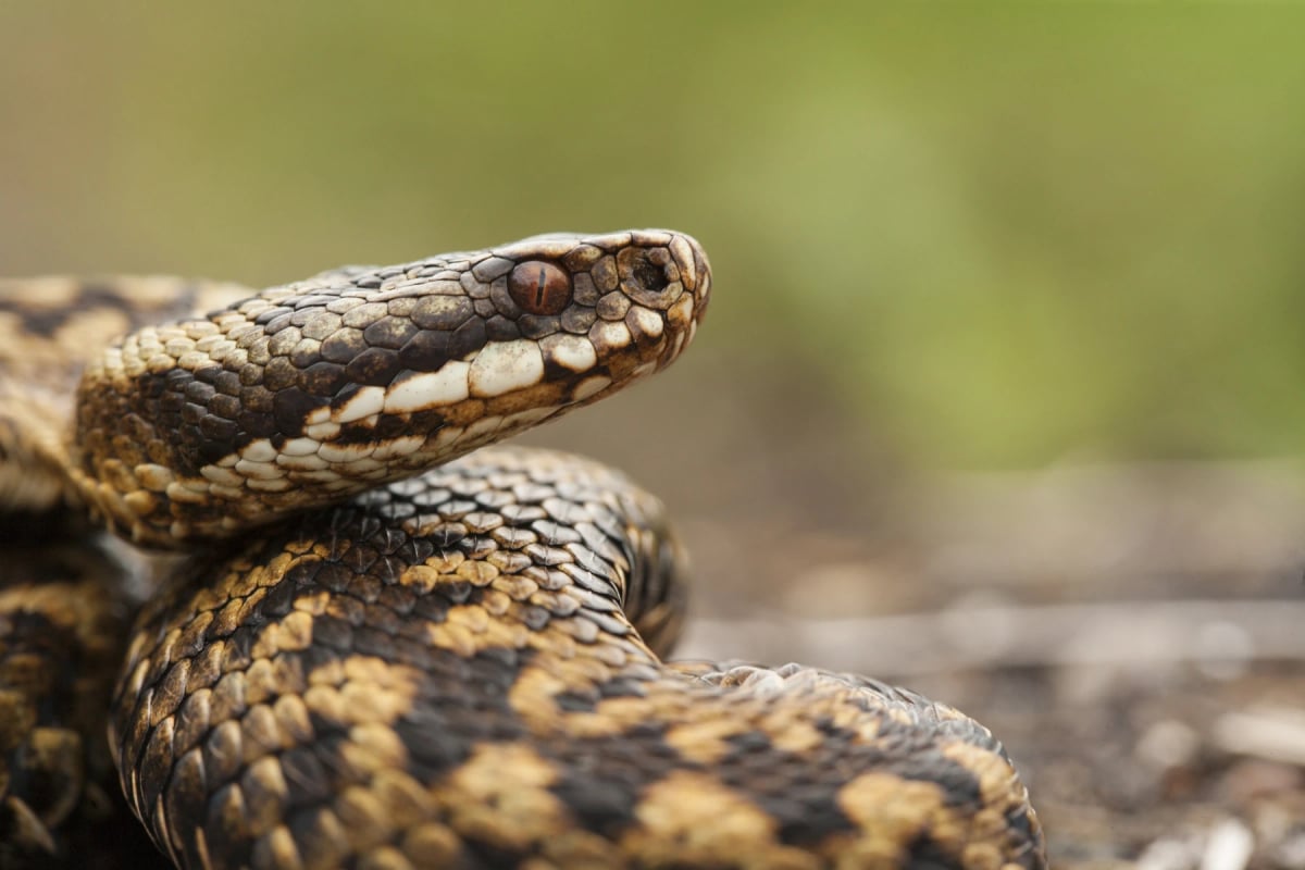 Photo by Jamie_Hall on iStock Víbora Europea en la naturaleza
