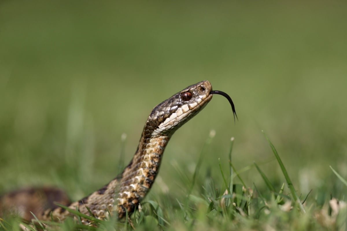 Víbora Europea en la naturaleza