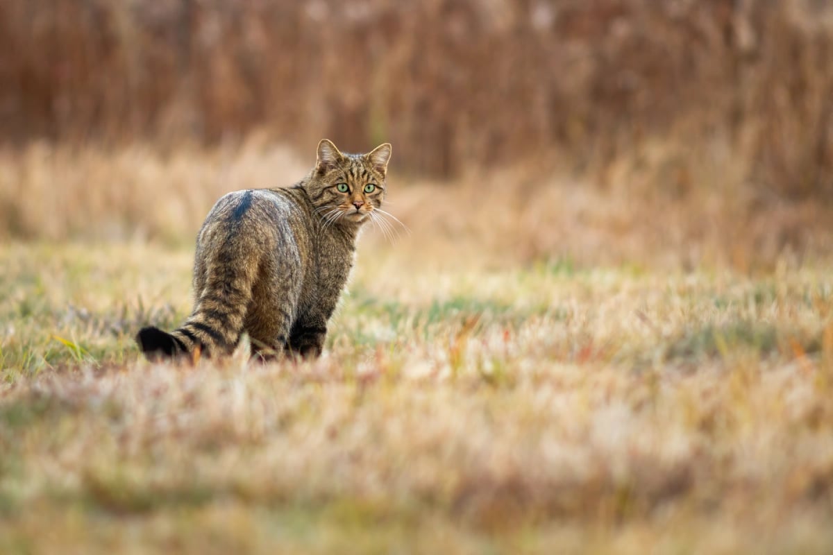 Photo by JMrocek on iStock Gato montés europeo en la naturaleza