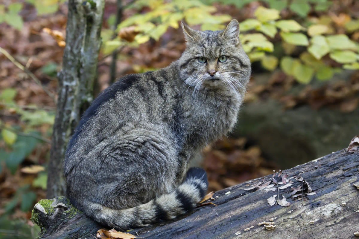 Gato montés europeo en la naturaleza