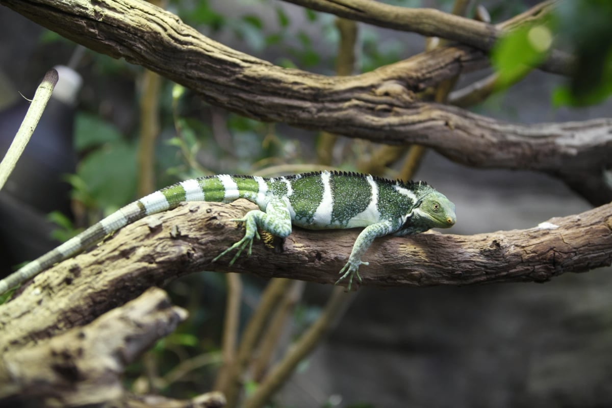 Photo by CraigRJD on iStock Iguana crestada de Fiyi en la naturaleza