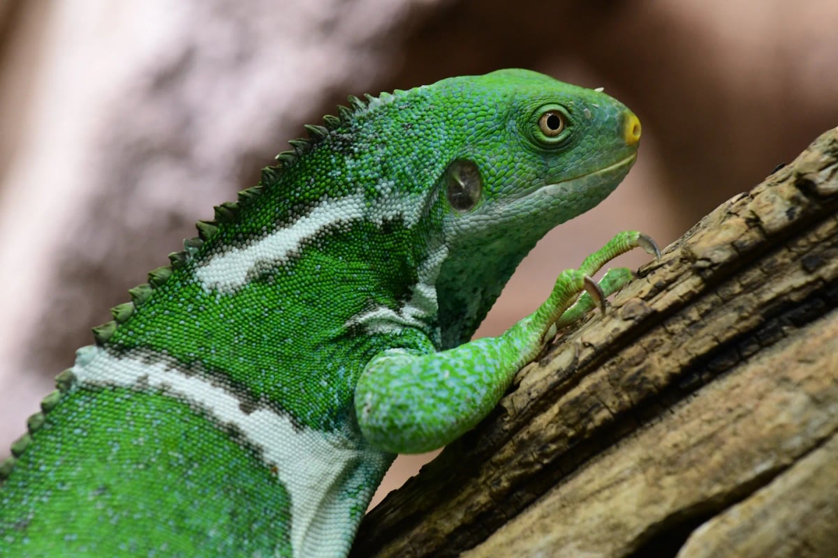 Iguana crestada de Fiyi en la naturaleza