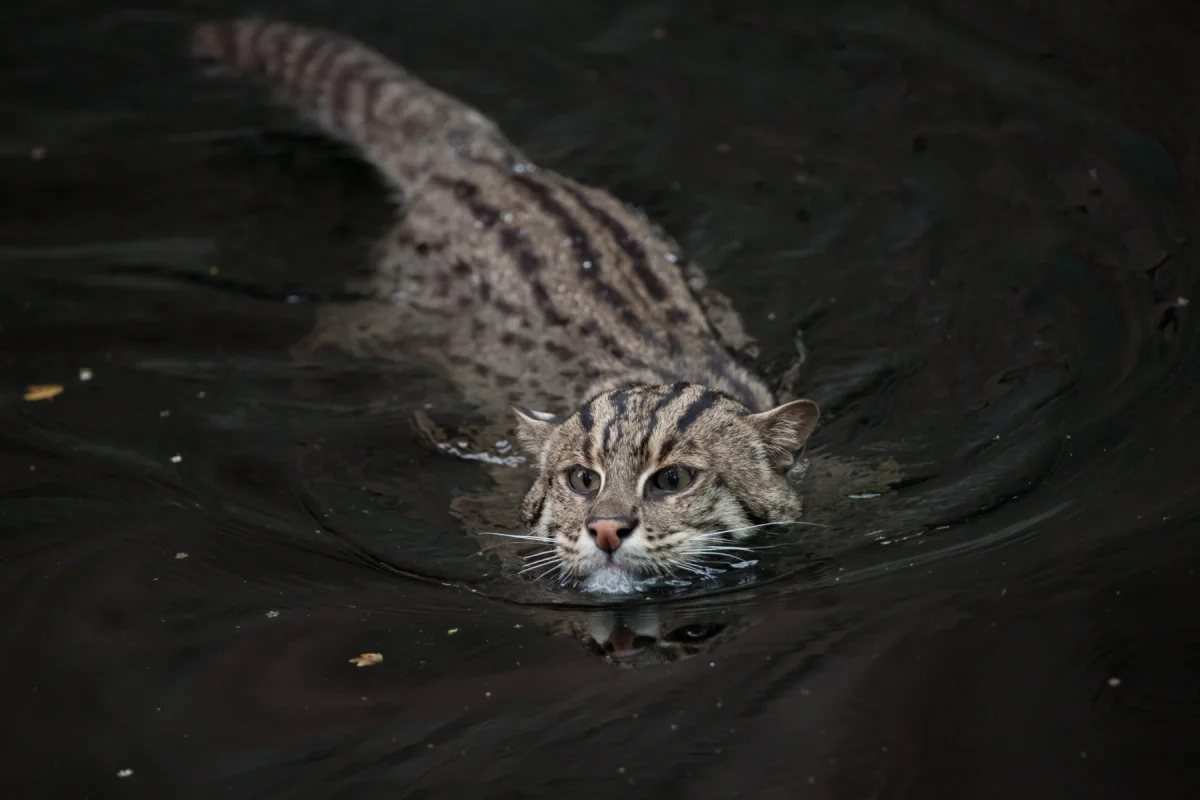 Fishing Cat