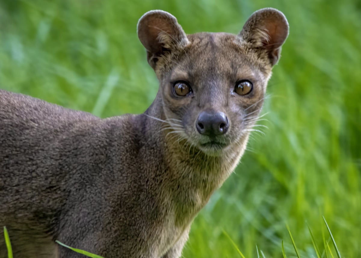 Fosa