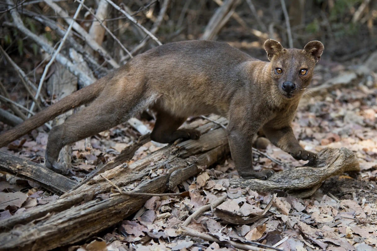 Photo by nikpal on iStock Fosa en la naturaleza