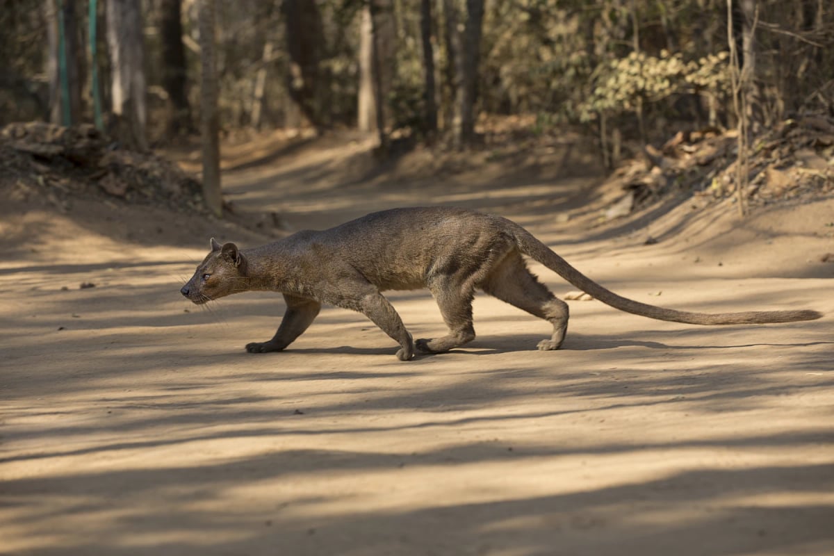 Fosa en la naturaleza