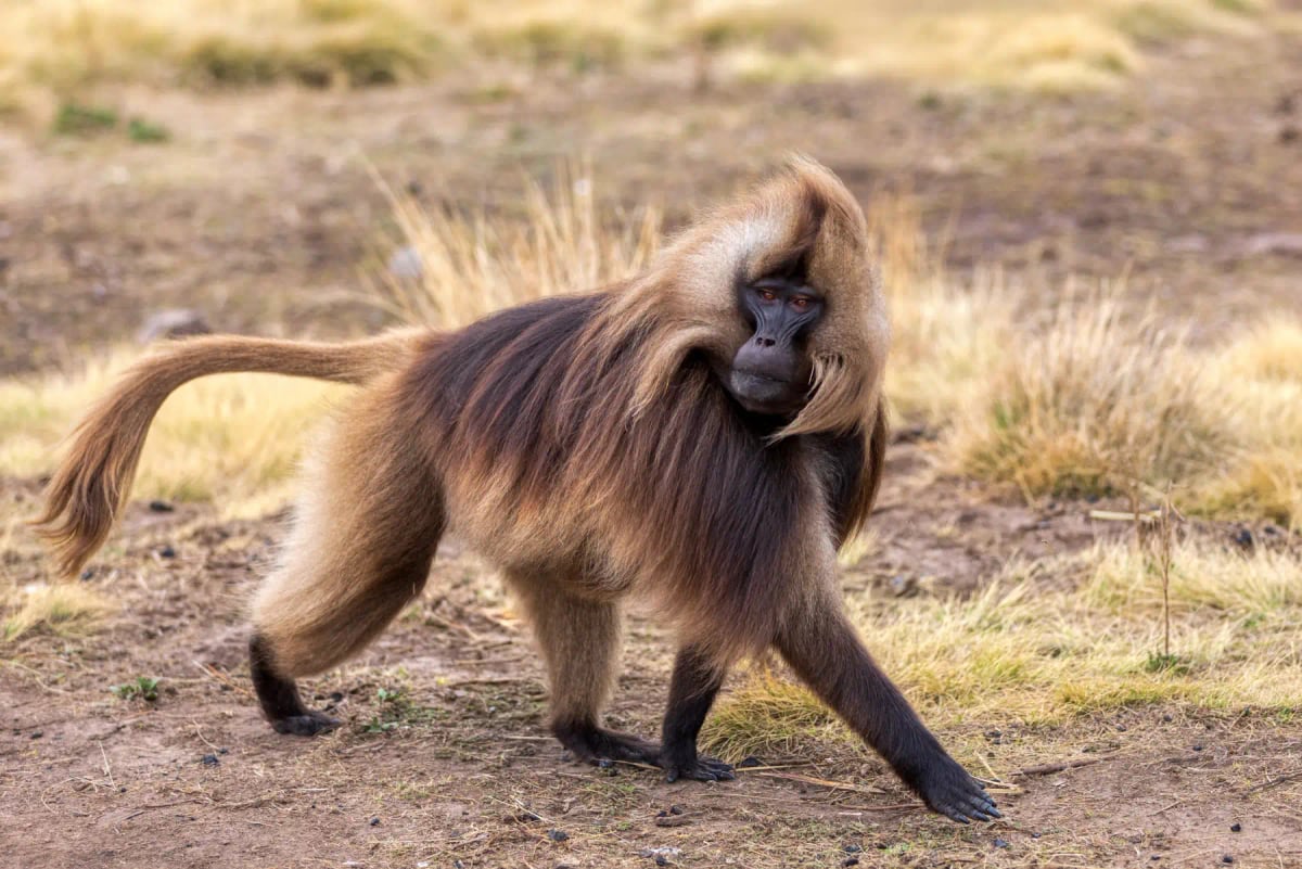 Babuino gelada