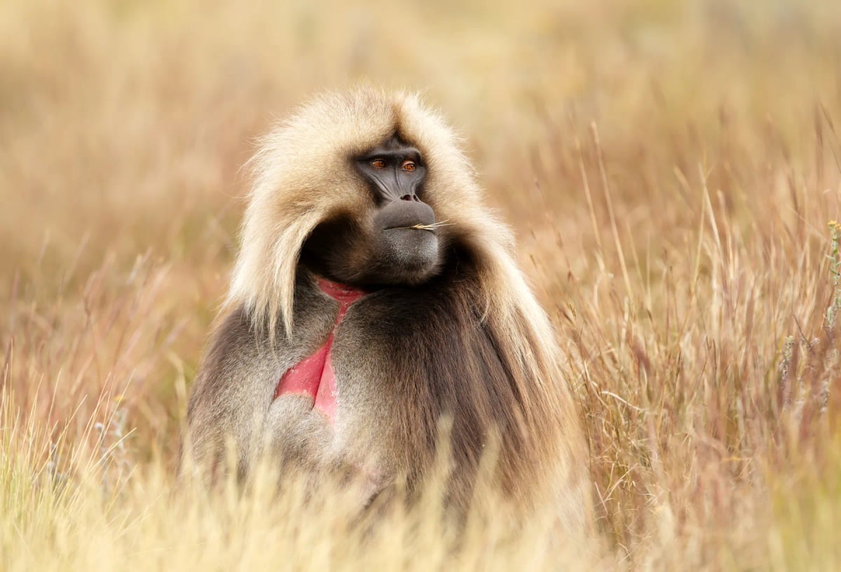 Photo by Dgwildlife on iStock Babuino gelada en la naturaleza