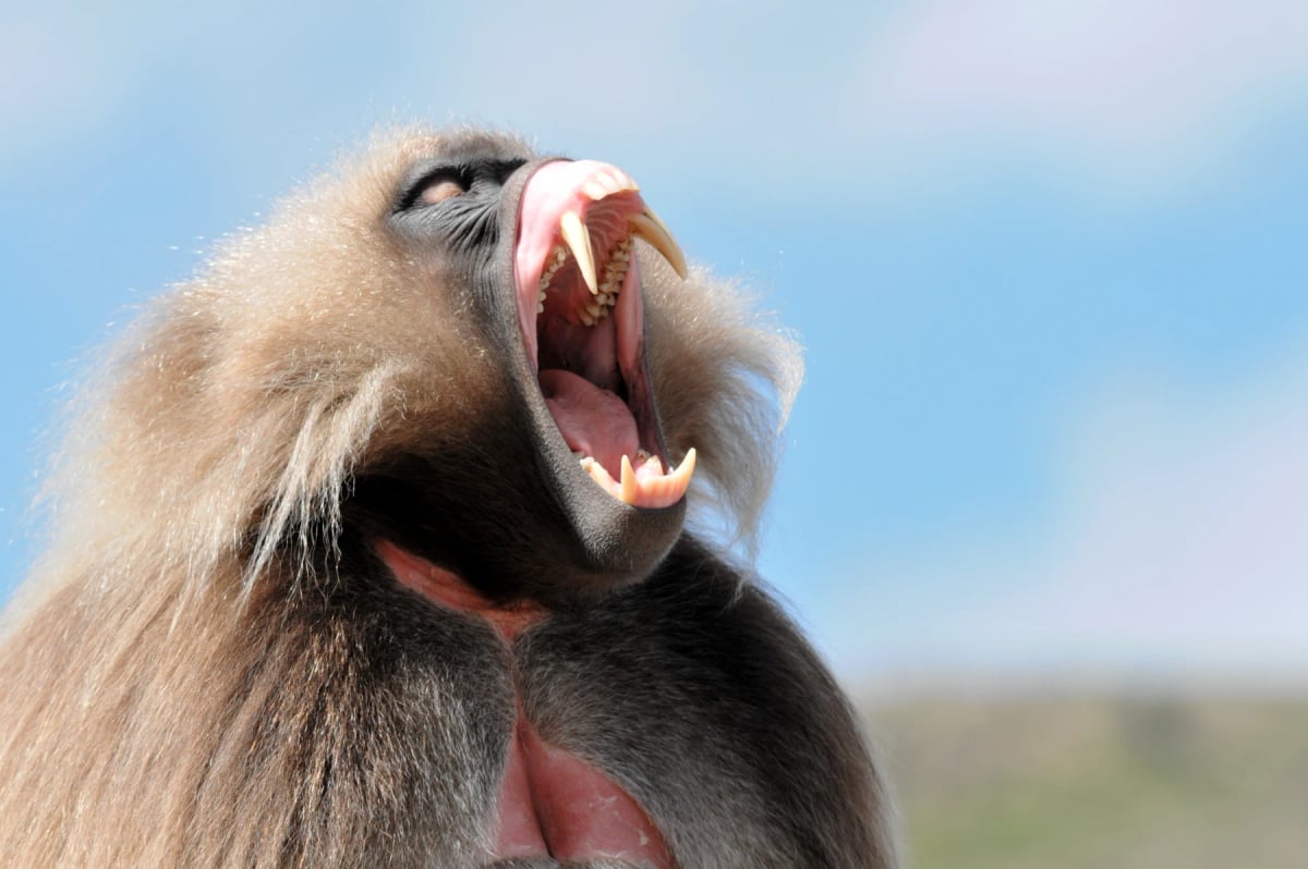 Babuino gelada en la naturaleza